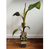Ensete Maurelii Red Banana czerwony bananowiec